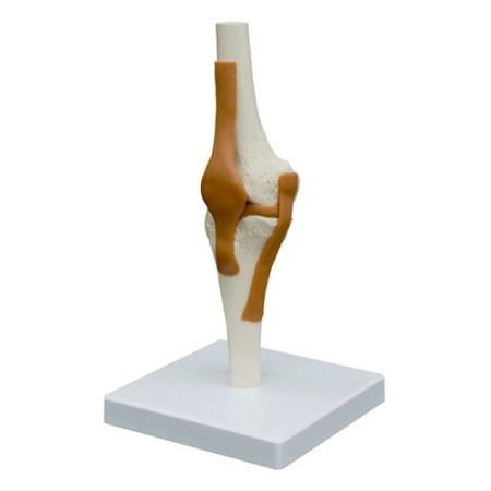 MODELLO ANATOMICO ARTICOLAZIONE DEL GINOCCHIO - CON STATIVO