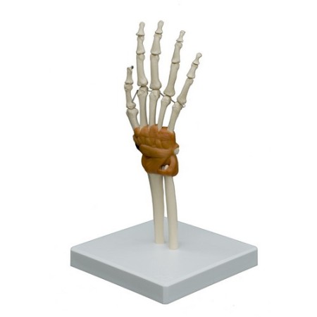MODELLO ANATOMICO ARTICOLAZIONE DELLA MANO