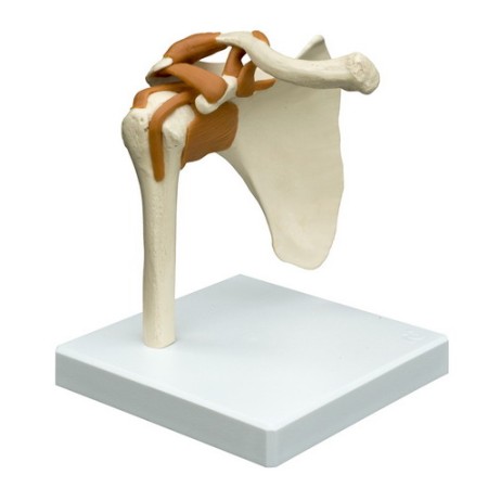 MODELLO ANATOMICO ARTICOLAZIONE SPALLA CON LEGAMENTI - STATIVO