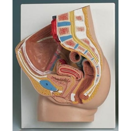 MODELLO ANATOMICO BACINO FEMMINILE - 2 PARTI