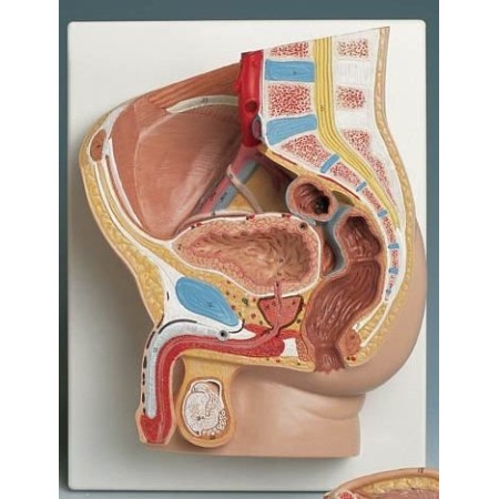 MODELLO ANATOMICO BACINO MASCHILE - 2 PARTI