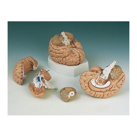 MODELLO ANATOMICO CERVELLO UMANO - 4 PARTI