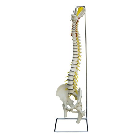 MODELLO ANATOMICO COLONNA VERTEBRALE CON NERVI SPINALI - CON STATIVO