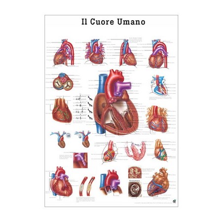 TAVOLA DIDATTICA - IL CUORE UMANO - IN LINGUA ITALIANA (CM. 70X100) CARTONCINO