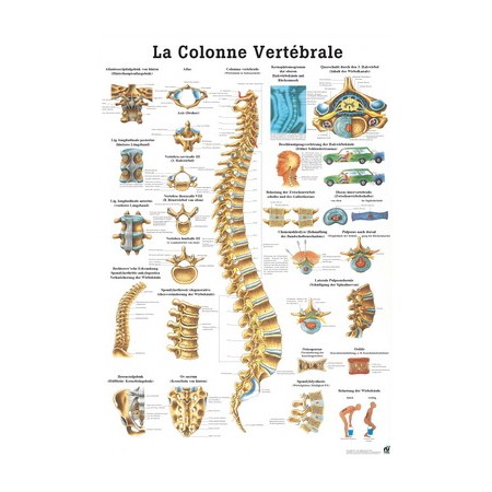 TAVOLA DIDATTICA - LA COLONNA VERTEBRALE - IN LINGUA ITALIANA (CM.70 X 100) CARTONCINO