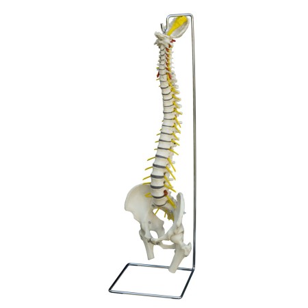MODELLO ANATOMICO COLONNA VERTEBRALE FLESSIBILE CON ERNIA DEL DISCO