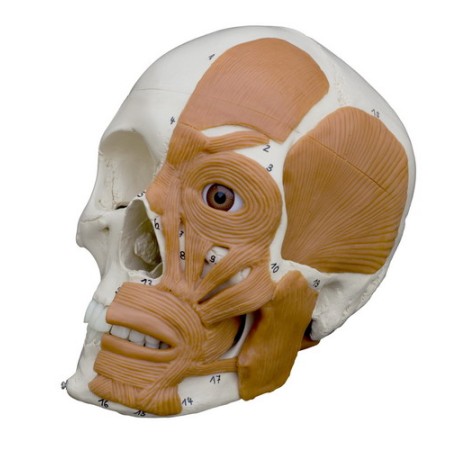 MODELLO ANATOMICO CRANIO UMANO CON MUSCOLI