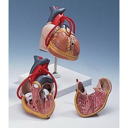 MODELLO ANATOMICO CUORE - MODELLO CLASSICO - 2 PARTI