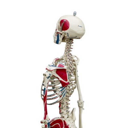 MODELLO ANATOMICO MINI-SCHELETRO CON COLONNA FLESSIBILE E MUSCOLI DIPINTI