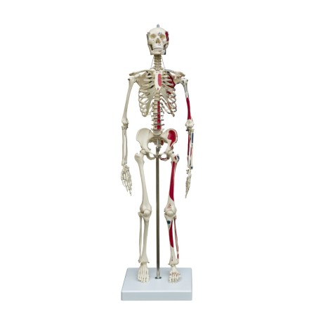 MODELLO ANATOMICO MINI-SCHELETRO CON MUSCOLI - SU STATIVO