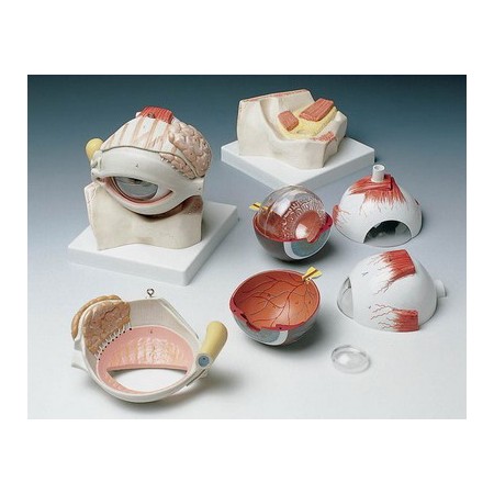 MODELLO ANATOMICO OCCHIO INGRANDITO 5 VOLTE - 8 PARTI