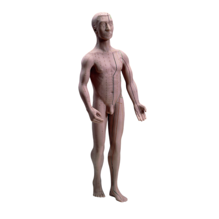 MODELLO ANATOMICO PER AGOPUNTURA IN MATERIALE PLASTICO SPECIALE - ALTEZZA CM. 63 - CON BASE