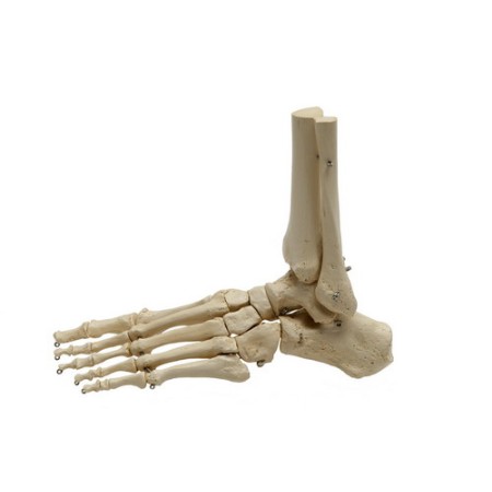 MODELLO ANATOMICO PIEDE  SU FILO METALLICO CON PARTE TIBIA E PERONE