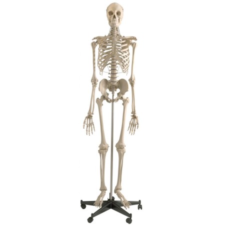 MODELLO ANATOMICO SCHELETRO UMANO ALTEZZA CM. 180 STANDARD - STATIVO CINQUE RAZZE