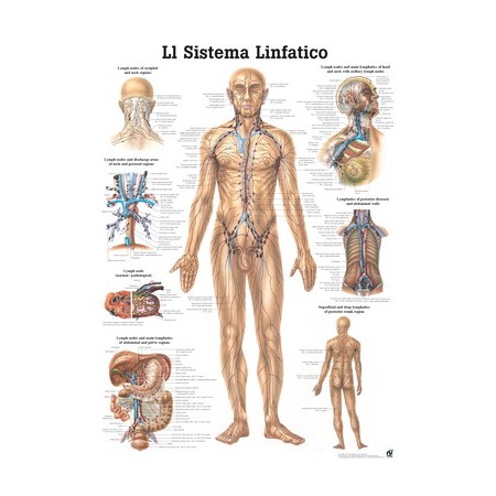 POSTER DIDATTICO - IL SISTEMA LINFATICO - IN LINGUA ITALIANA (CM. 50X70) CARTONCINO