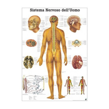 POSTER DIDATTICO - IL SISTEMA NERVOSO UMANO - IN LINGUA ITALIANA (CM. 50X70) LAMINATO