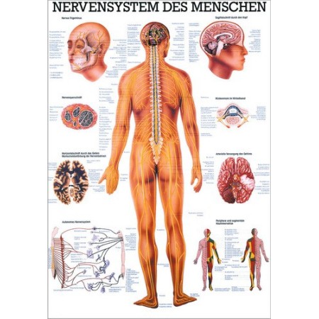 POSTER DIDATTICO - IL SISTEMA NERVOSO UMANO - IN LINGUA TEDESCA (CM. 50X70) CARTONCINO