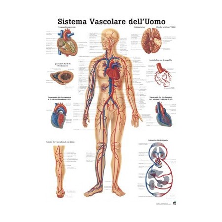 POSTER DIDATTICO - IL SISTEMA VASCOLARE UMANO - IN LINGUA INGLESE (CM. 50X70) CARTONCINO