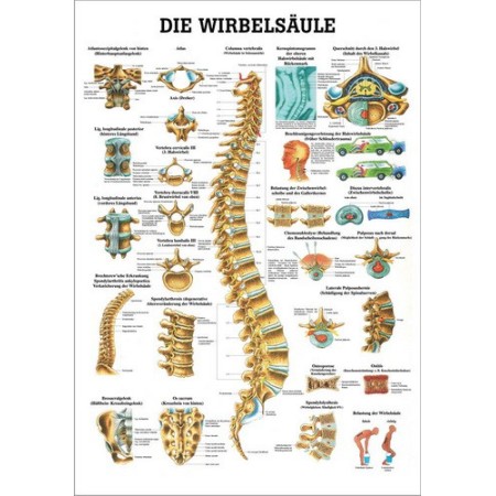 POSTER DIDATTICO - LA COLONNA VERTEBRALE - IN LINGUA TEDESCA (CM. 50X70) LAMINATO
