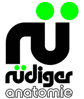 RUDIGER ANATOMIE